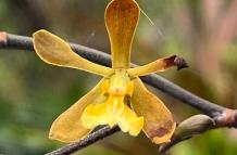 Orquídea de Guayaquil