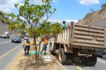 Poda de árboles Ruta Viva
