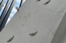 POLILLAS EN GUAYAQUIL