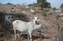 VACAS FLACAS EN LA CO (13477676)