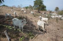 VACAS FLACAS