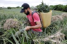Piña+exportación+ventas+producción+Perú