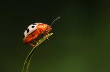 Descubren nueve especies de mariquitas y dos especies invasoras