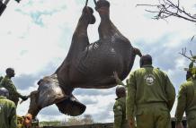 Mundo, Kenia, Trasladan a 50 elefantes