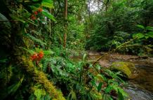 Ecuador+recursos naturales+ingresos+mercado de carbono