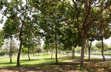 PARQUE SAMANES CIERRE