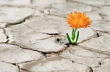 flor en desierto
