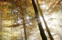 Las plantas de los bosques