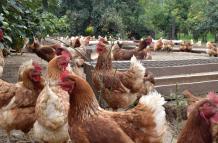 gallinas