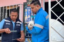 encadenamiento de un felino en Guayaquil