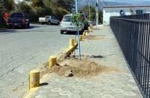 arboles sembrados en Puembo