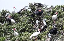 Aves migratorias en Playas