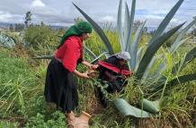 De esta planta sacan la brbida ancestral los salasaka