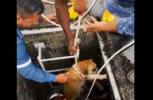 PERRO RESCATADO