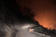 Animales y hectáreas calcinadas por devastador incendio forestal en Loja y Azuay