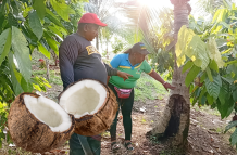 Sector cocotero en Ecuador