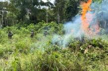Destrucción de plantaciones de coca