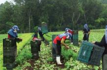 Trabajadores+agricultura+contratación+adultos