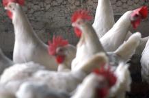 Crecer en contacto aves