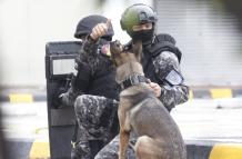 La Policía Nacional junto a un can antiexplosivos antes de inspeccionar que contenían los paquetes.