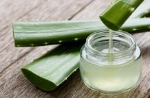 sábila, aloe vera