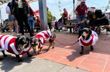 CAMINATA DE PERROS SALCHICHAS