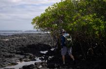 Los manglares de las Islas Galápagos, bajo amenaza
