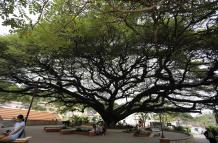 Mundo, Honduras, Un centenario árbol de Anacahuite