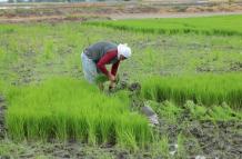 CULTIVO DE ARROZ
