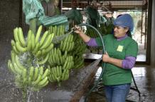 Banano+exportación+2024