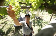Mundo, Chile, Los últimos productores del txakoli