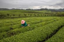 El té en China, una infusión de tradición y modernidad