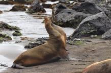 Playa Mann Galápagos