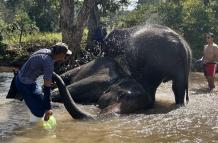 Mundo, Tailandia, El baño con elefantes
