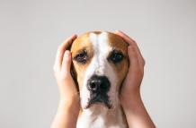perro estresado
