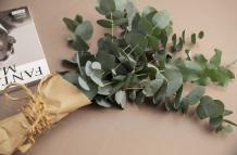 close-up-eucalyptus-plant