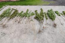 Cannabis-incautado-1-1536x690