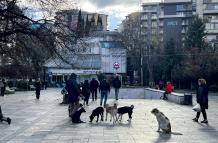 Mundo, Georgia, Tiflis, una urbe amable con sus perros callejeros