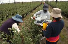Campo ecuatoriano