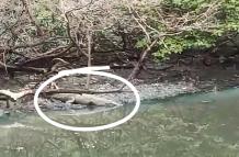 Cocodrilo en Bosques del Salado