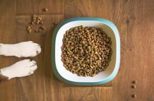 dog-food