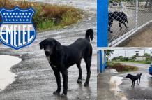 Toro la mascota no oficial de Emelec.