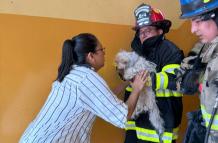 BOMBEROS RECATAN GATO