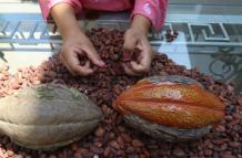 cacao+Ecuador+precios