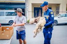 rescate de perro