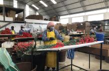 exportación claveles
