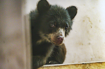 Sisa, la osezna andina rescatada, necesita un hábitat adecuado para su desarrollo en el Zoológico de Quito