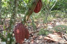 cacao+volatilidad+precios