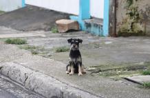 PERROS EN SITUACION DE CALLE