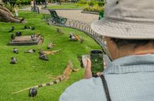 Parque iguanas